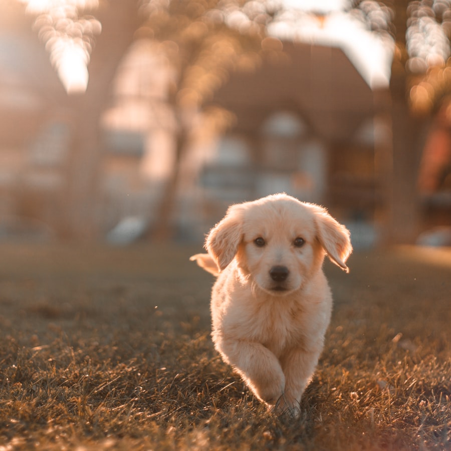 Vets & Veterinary Practices